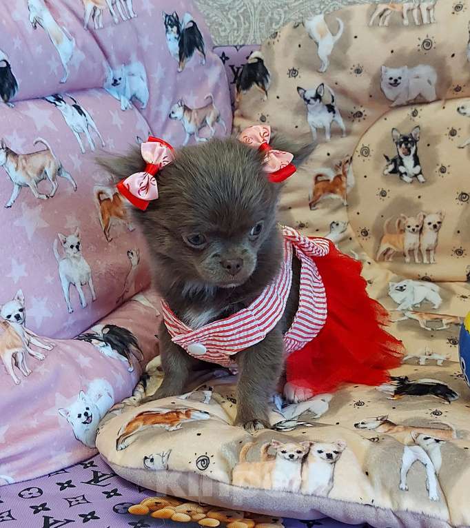 Собаки в Новосибирске: Девочка Чихуахуа Девочка, Бесплатно - фото 2