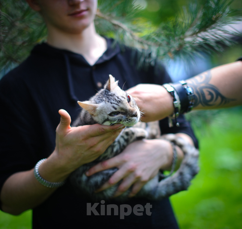 Кошки в Москве: Бенгальский котенок Мальчик, Бесплатно - фото 4