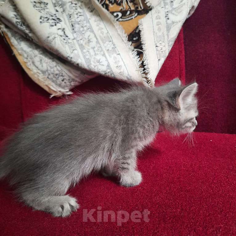 Кошки в Пятигорске: 4 милых котенка, 3 мальчика и девочка Девочка, Бесплатно - фото 5