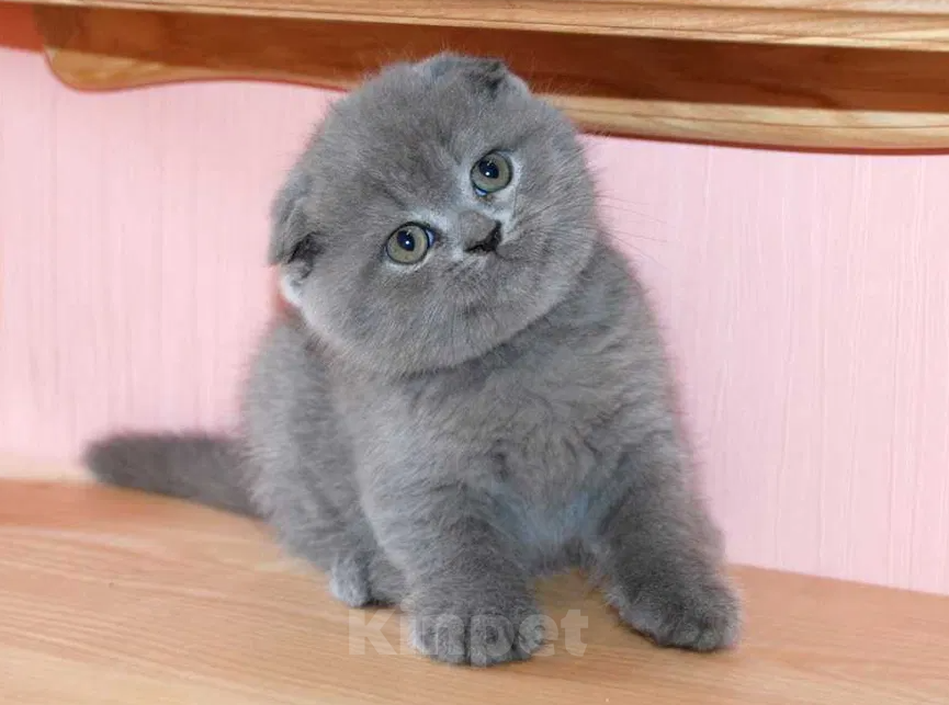 Кошки в Москве: Чистокровные шотландские котята Мальчик, 14 000 руб. - фото 4