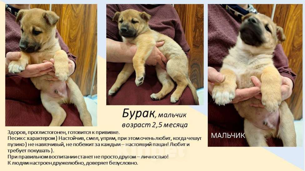 Собаки в Химках: Маленькие пушистые комочки счастья ищут свой дом! Разнополые, Бесплатно - фото 4