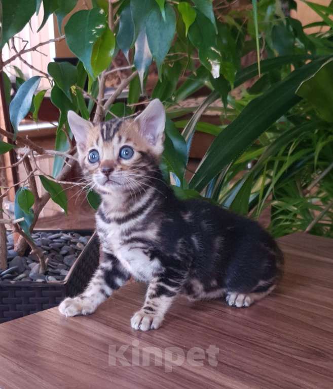 Кошки в Симферополе: Бенгальский мальчик  Мальчик, 25 000 руб. - фото 2