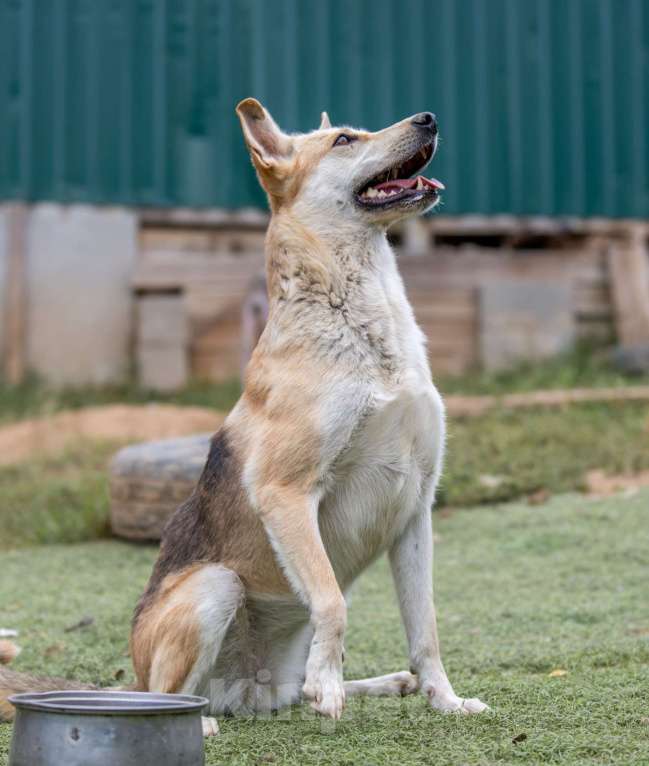 Собаки в Москве: Мэри Девочка, Бесплатно - фото 4