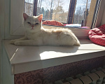 Кошки в Москве: Шотландские котята  Мальчик, 10 000 руб. - фото 2
