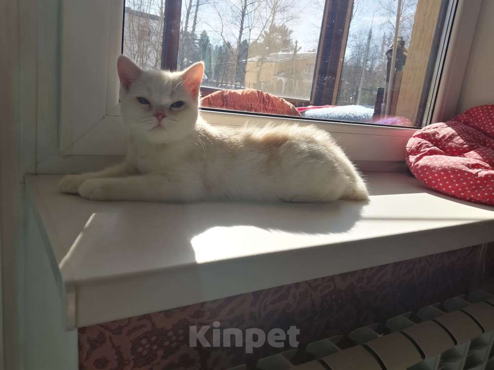 Кошки в Москве: Шотландские котята  Мальчик, 10 000 руб. - фото 2