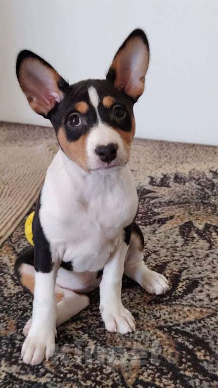 Собаки в Санкт-Петербурге: Щенок басенджи триколор Девочка, Бесплатно - фото 1