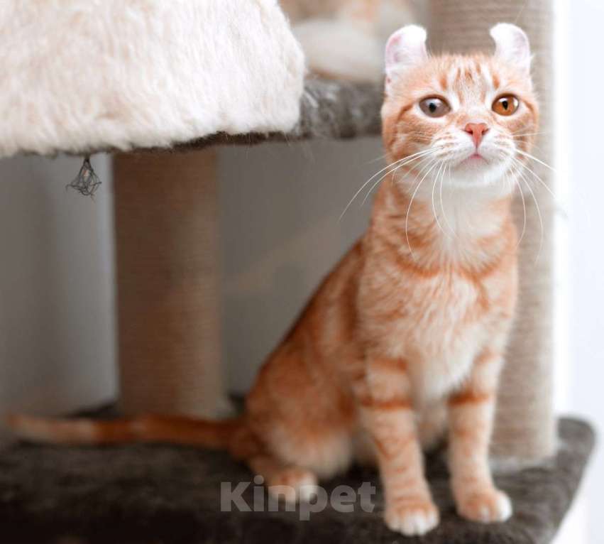 Кошки в Москве: Удивительная, ласковая, рыжая, мраморная Лапушка в дар Девочка, 1 руб. - фото 2