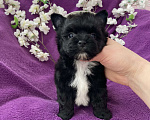 Собаки в Москве: Чёрный йорк мальчик бэби фейс Мальчик, 80 000 руб. - фото 4