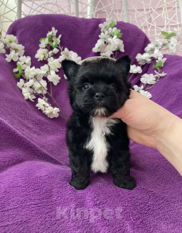 Собаки в Москве: Чёрный йорк мальчик бэби фейс Мальчик, 80 000 руб. - фото 4