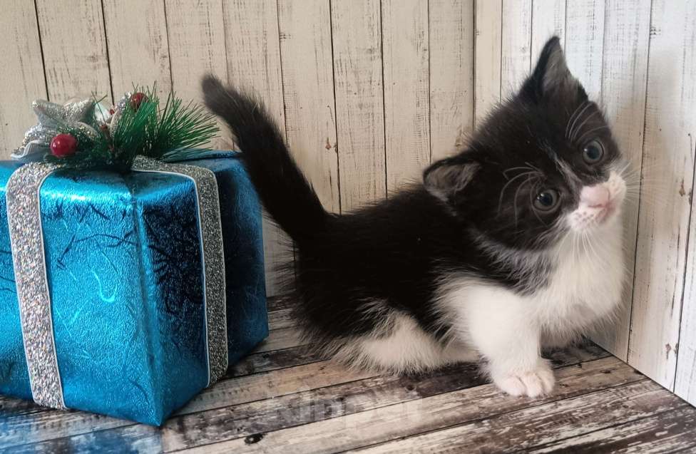 Кошки в Чите: Котята Манчкин  Девочка, 35 000 руб. - фото 2