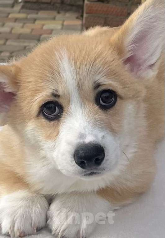 Собаки в Краснодаре: Щенки корги Девочка, 75 000 руб. - фото 4