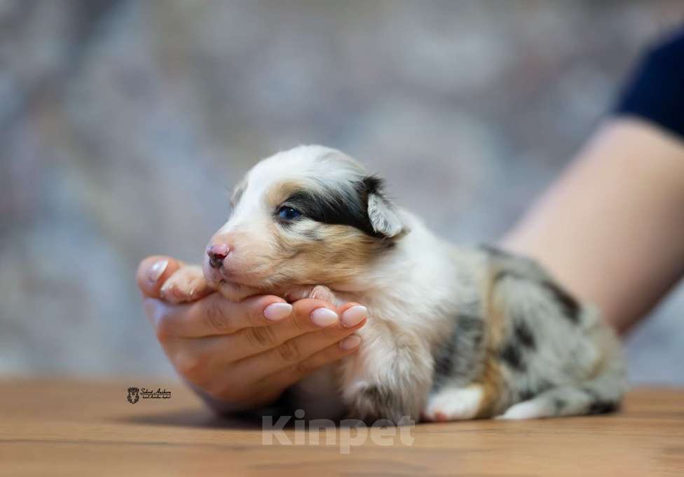 Собаки в Москве: Австралийская овчарка, щенок аусси Девочка, 150 000 руб. - фото 4