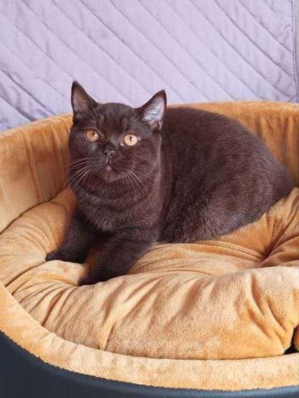 Кошки в Самаре: скотиш страйт Мальчик, 15 000 руб. - фото 2