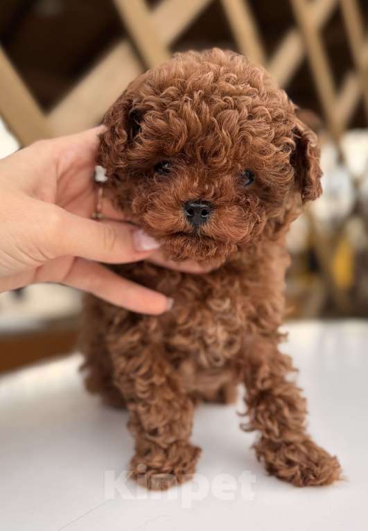 Собаки в Санкт-Петербурге: Щенок той-пудель Мальчик, 150 000 руб. - фото 2