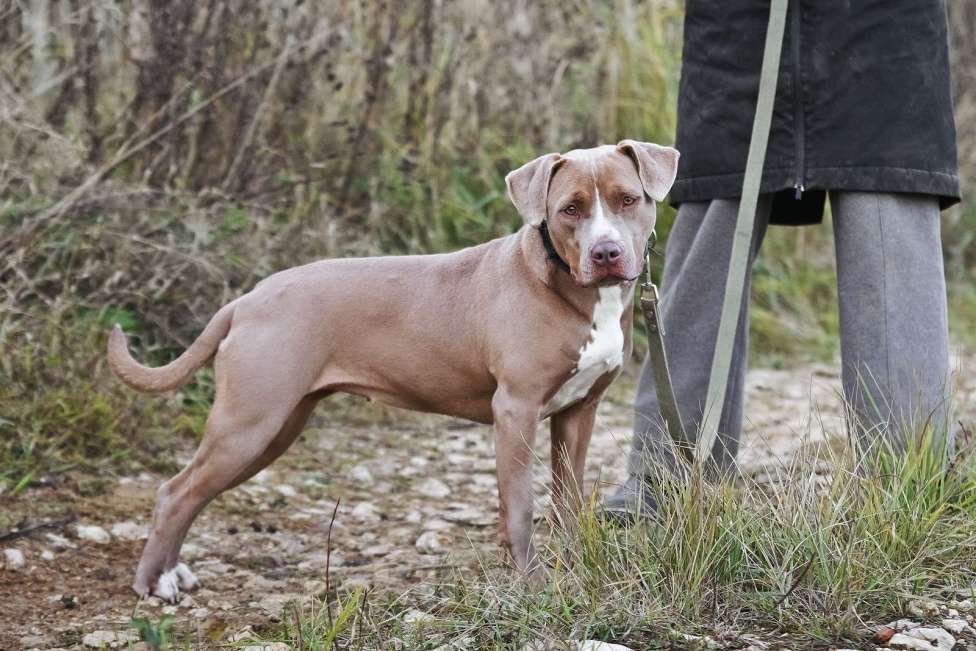 Собаки в Москве: Молодая питбуль Бежа в дар Девочка, 1 руб. - фото 5