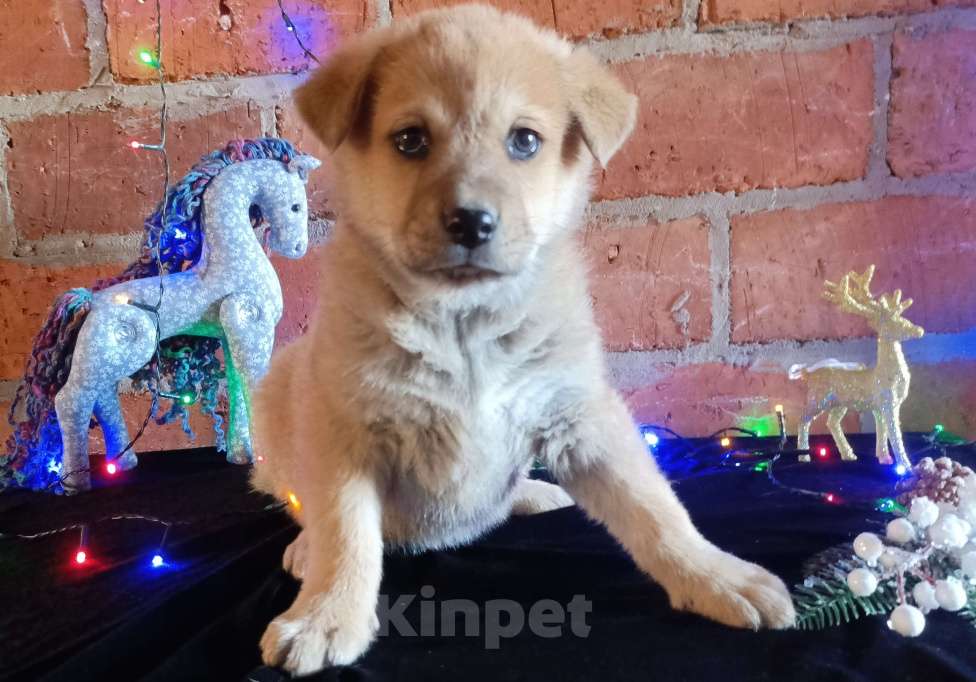 Собаки в других городах Краснодарского края: Щенок от Акита-Ину Мальчик, Бесплатно - фото 5