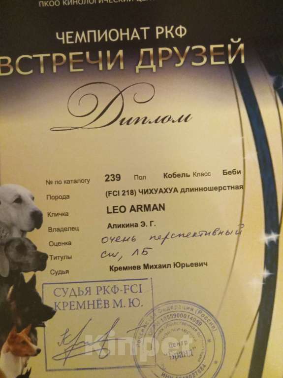 Собаки в Перми: Мальчик Мальчик, 50 000 руб. - фото 2