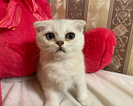 Кошки в Санкт-Петербурге: Прямоухий шотландский мальчик Мальчик, 17 900 руб. - фото 9