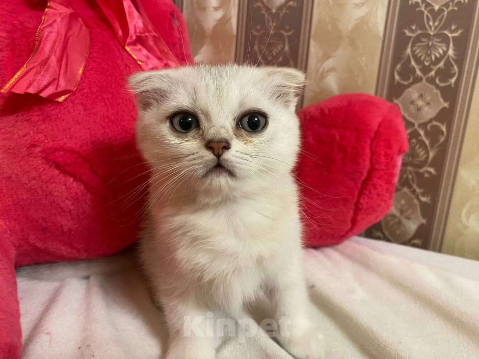 Кошки в Санкт-Петербурге: Прямоухий шотландский мальчик Мальчик, 17 900 руб. - фото 9