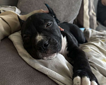 Собаки в Москве: Щенок амстаффа Мальчик, 85 000 руб. - фото 3
