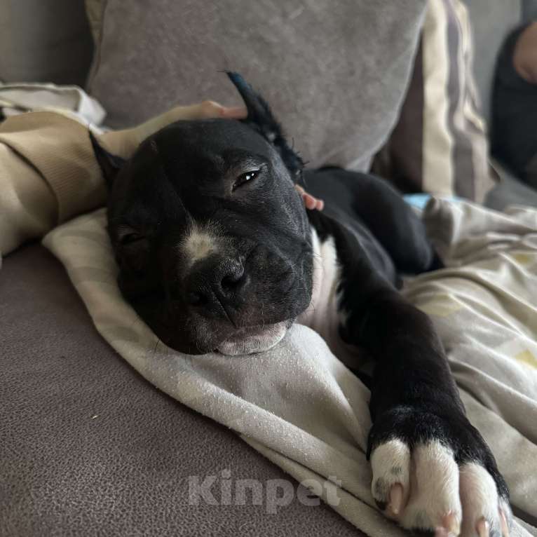 Собаки в Москве: Щенок амстаффа Мальчик, 85 000 руб. - фото 3