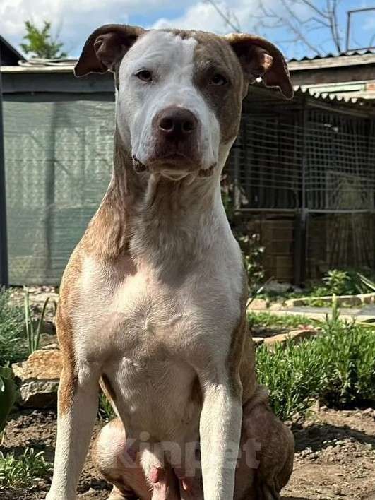 Собаки в Шахте: Питбуль девочки  Девочка, 20 000 руб. - фото 5