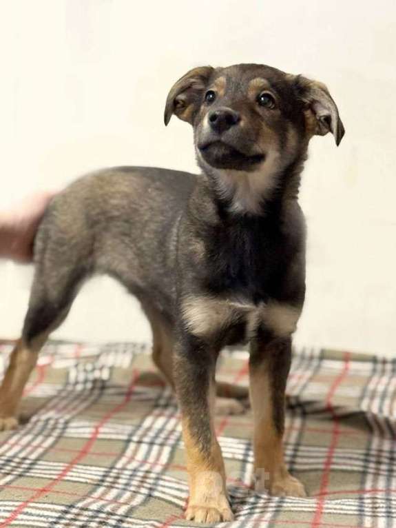 Собаки в Москве: Веселый, ласковый щенок Мартин ищет дом Мальчик, 10 руб. - фото 2