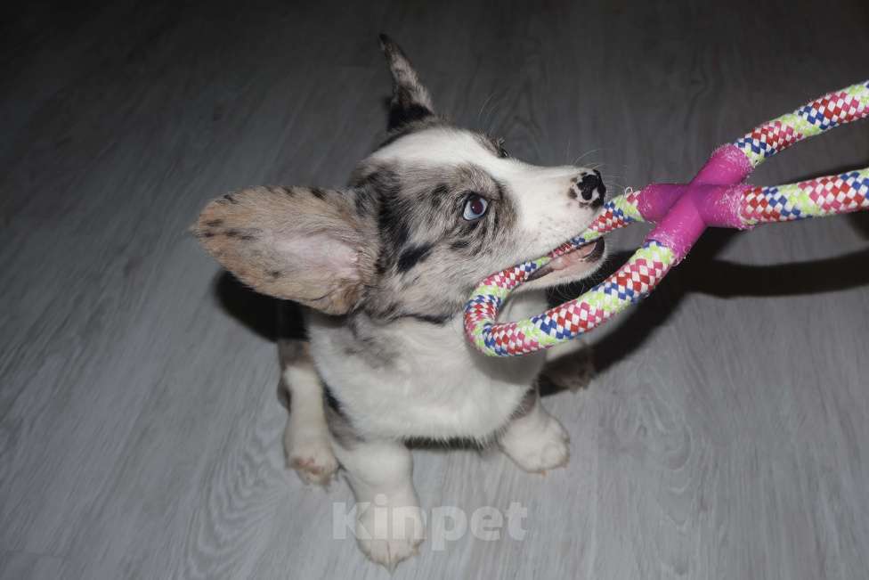 Собаки в Санкт-Петербурге: Продается Вельш Корги Кардиган, щенок Девочка, 80 000 руб. - фото 4