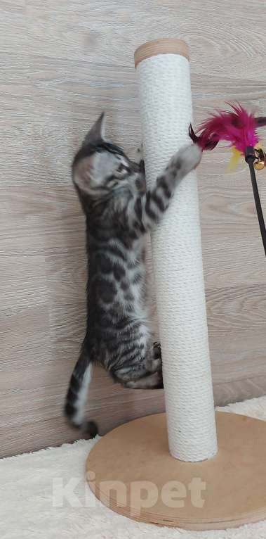 Кошки в Москве: Бенгальский мальчик  Мальчик, 55 000 руб. - фото 7