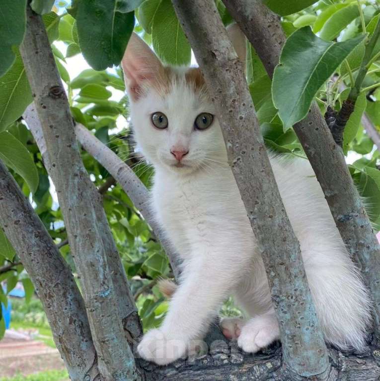 Кошки в Москве: Маленький котенок в добрые руки Мальчик, Бесплатно - фото 3