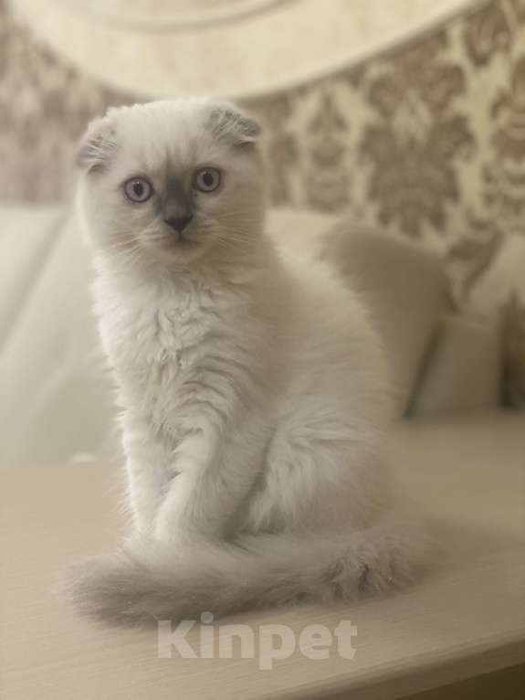 Кошки в Белгороде: Котенок шотландский чистопородный Мальчик, 5 000 руб. - фото 2