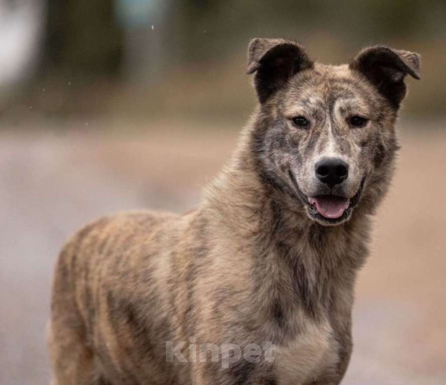 Собаки в других городах Владимирской области: Красивая и добрая собака в добрые руки бесплатно Девочка, Бесплатно - фото 1