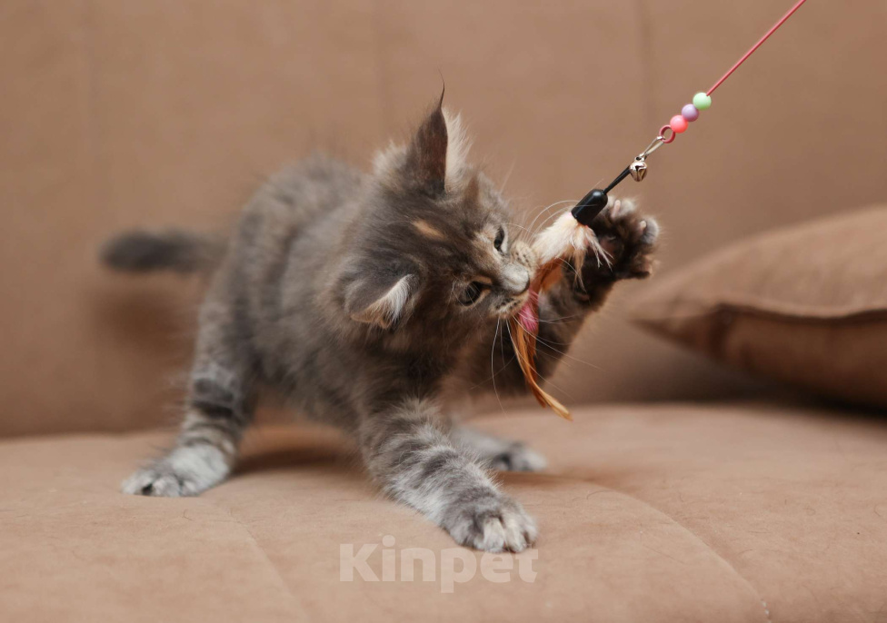 Кошки в Москве: Котенок мейн-кун Девочка, 55 000 руб. - фото 2