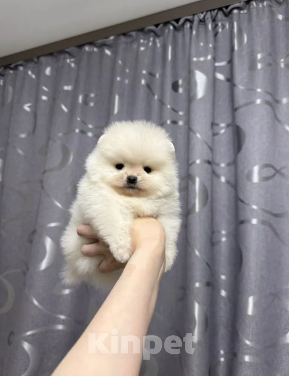 Собаки в Москве: Мальчик Мальчик, 30 000 руб. - фото 1