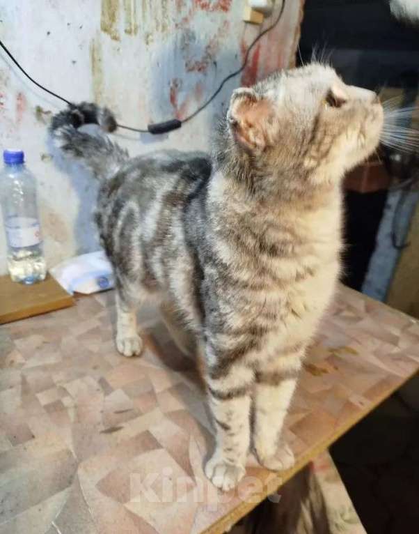 Кошки в Златоусте: Отдадим котика, в добрые руки Мальчик, Бесплатно - фото 1