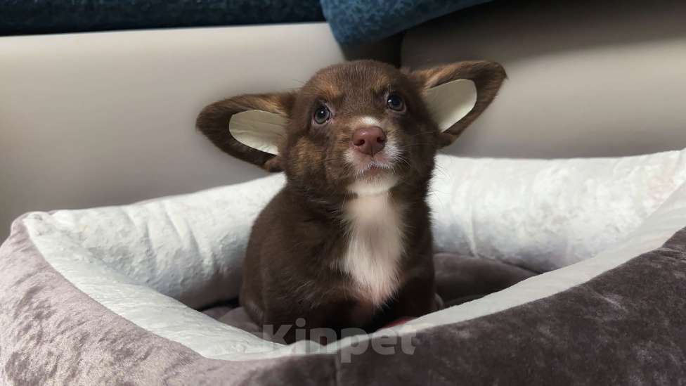 Собаки в других городах Московской области: Лакомая девчуля Девочка, 30 000 руб. - фото 2