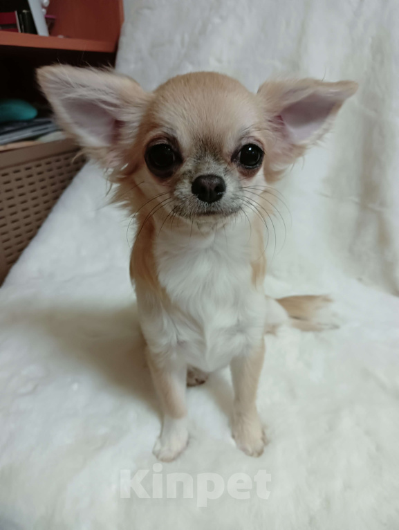 Собаки в Новосибирске: Щенок Чихуахуа Девочка, 115 000 руб. - фото 1