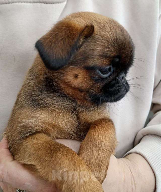 Собаки в Туле: Моя Прелнсть Девочка, 35 000 руб. - фото 6