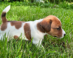 Собаки в Голицыно: Щенки от Володина Мальчик, 40 000 руб. - фото 1