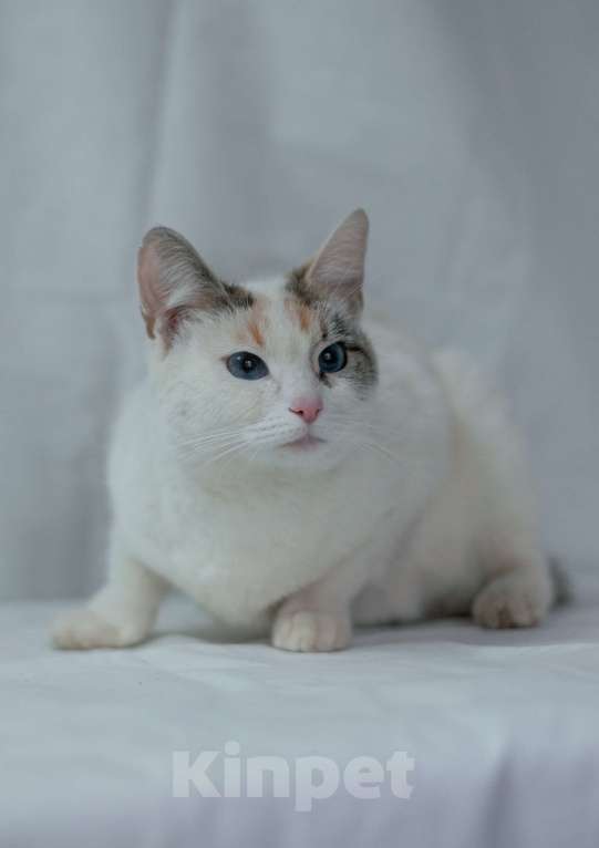 Кошки в Ногинске: Пенка - нереальная красавица в поисках дома Девочка, Бесплатно - фото 7