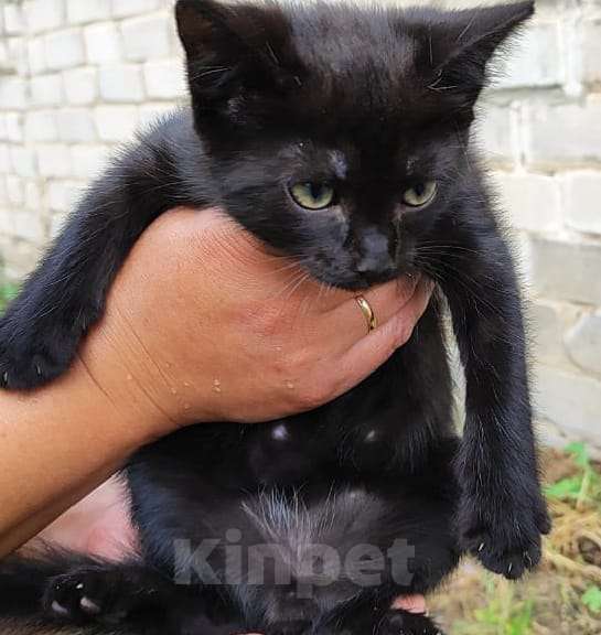 Кошки в Воронеже: Котёнок- пантера Девочка, 300 руб. - фото 1