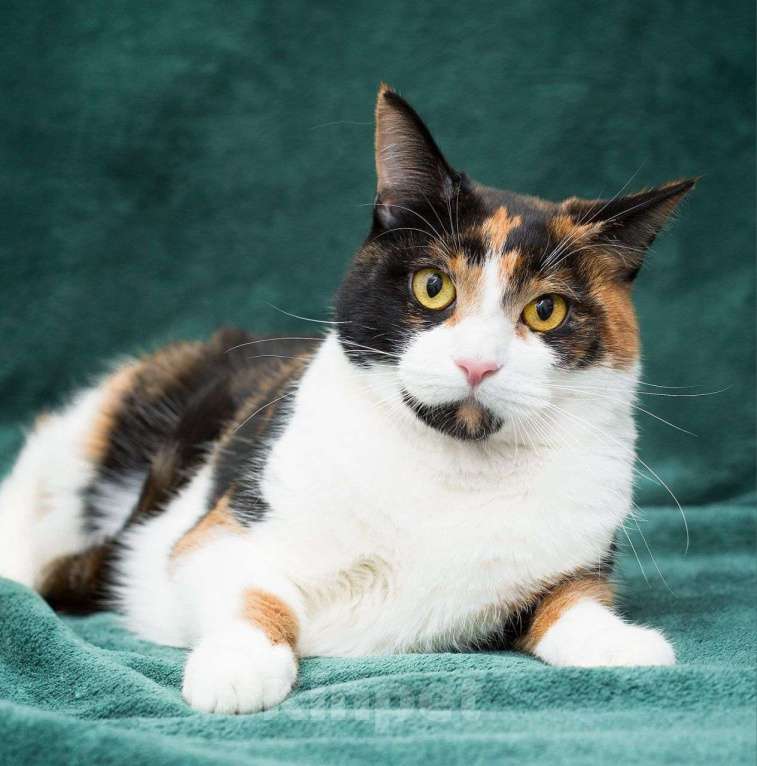 Кошки в Москве: Домашнюю молодую кошечку выкинули хозяева 🆘️ Срочный поиск дома Девочка, Бесплатно - фото 3