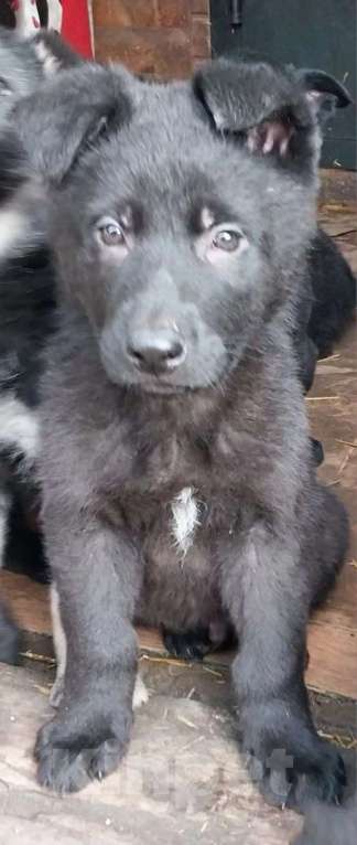 Собаки в Омске: Немецкая овчарка щенки Разнополые, 10 000 руб. - фото 3