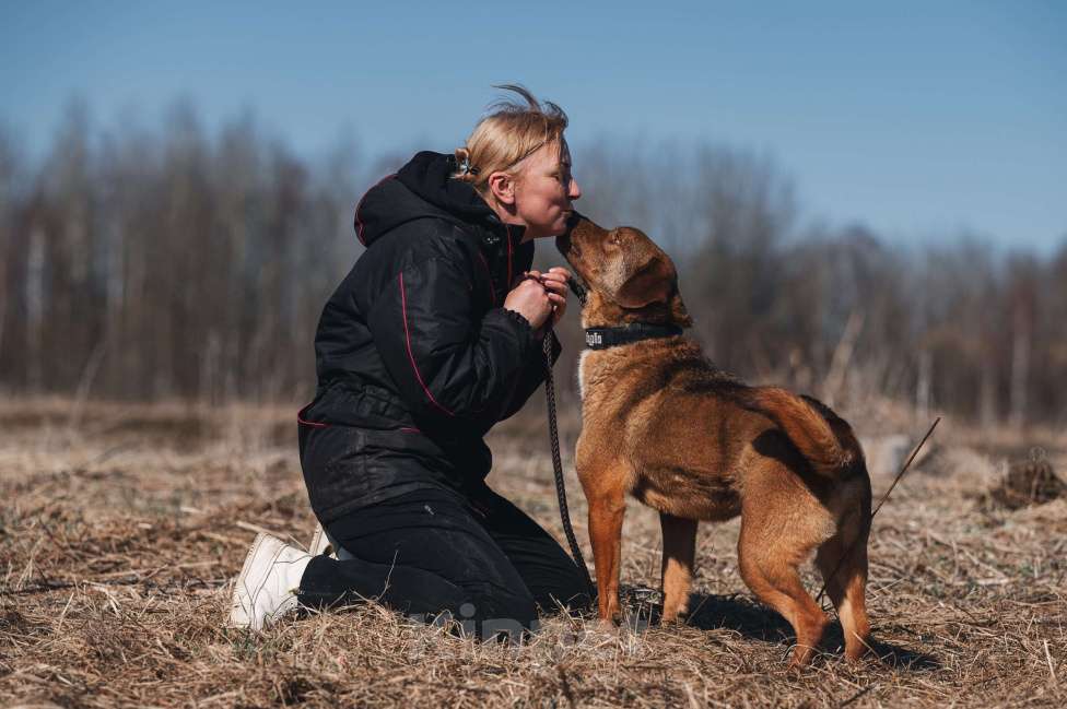 Собаки в Москве: Шоколадный мальчик в добрые руки! Мальчик, Бесплатно - фото 7