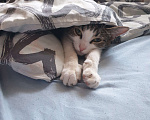 Кошки в Санкт-Петербурге: Милая кошечка ищет новый дом Девочка, Бесплатно - фото 3
