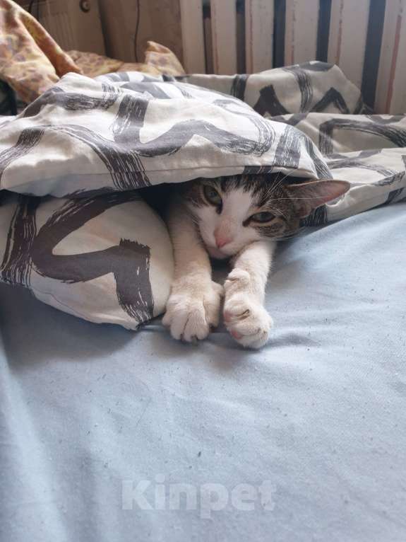 Кошки в Санкт-Петербурге: Милая кошечка ищет новый дом Девочка, Бесплатно - фото 3