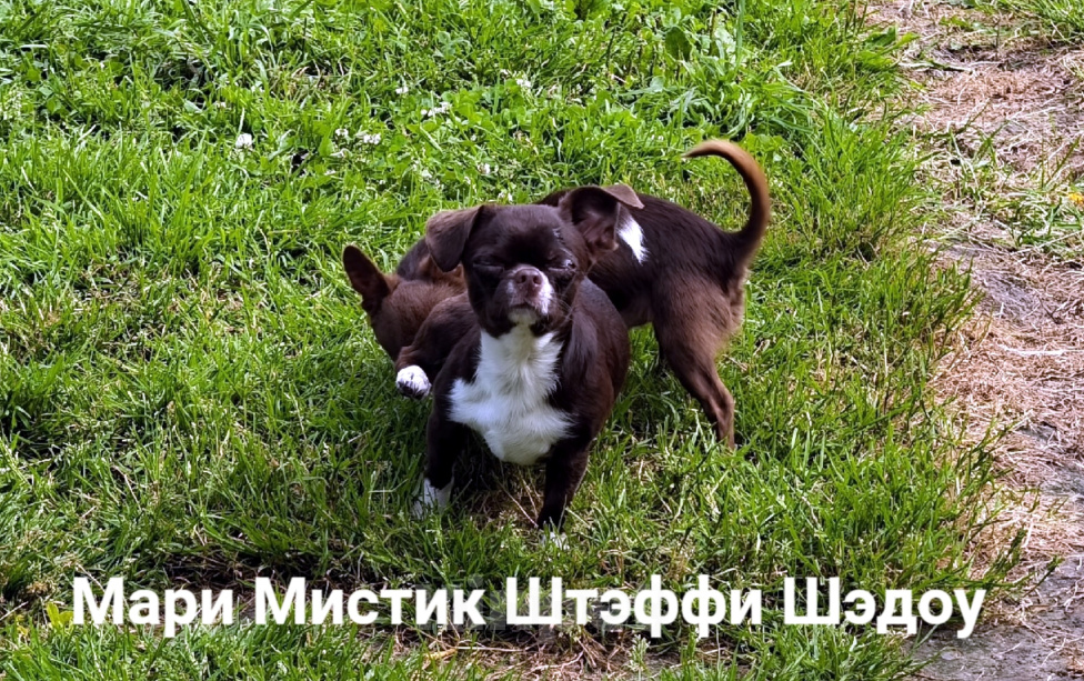 Собаки в Санкт-Петербурге: Тэффи в шоколаде ждёт Вас чихуахуа Девочка, 50 000 руб. - фото 5
