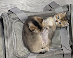 Кошки в Подольске: Британские котята Разнополые, 20 000 руб. - фото 5