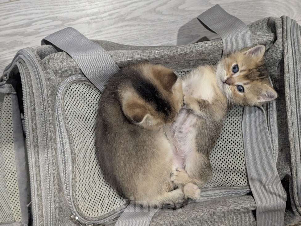 Кошки в Подольске: Британские котята Разнополые, 20 000 руб. - фото 5