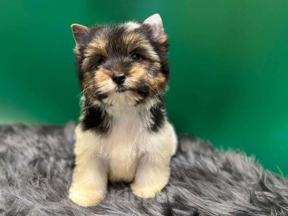 Собаки в Мур: Малыш-Гаврюша Мальчик, 35 000 руб. - фото 4